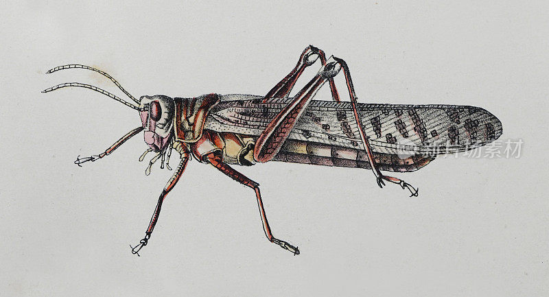 常见的蚱蜢(Chorthippus brunneus) -复古彩色插图